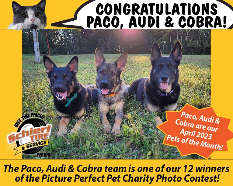 April 2023 Picture Perfect Pets of the Month: Paco, Audi and Cobra 