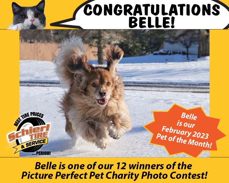 February 2023 Picture Perfect Pet of the Month : Belle 