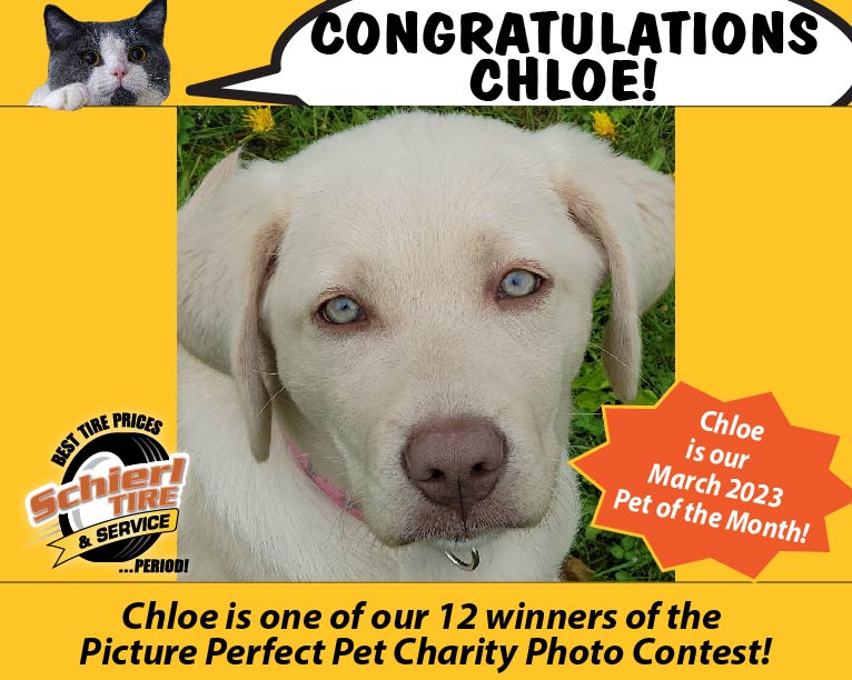 March 2023 Picture Perfect Pet of the Month: Chloe 