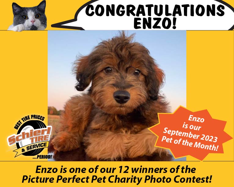 September 2023 Picture Perfect Pet of the Month: Enzo