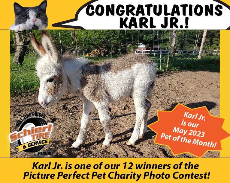 May 2023 Picture Perfect Pet of the Month: Karl Jr.