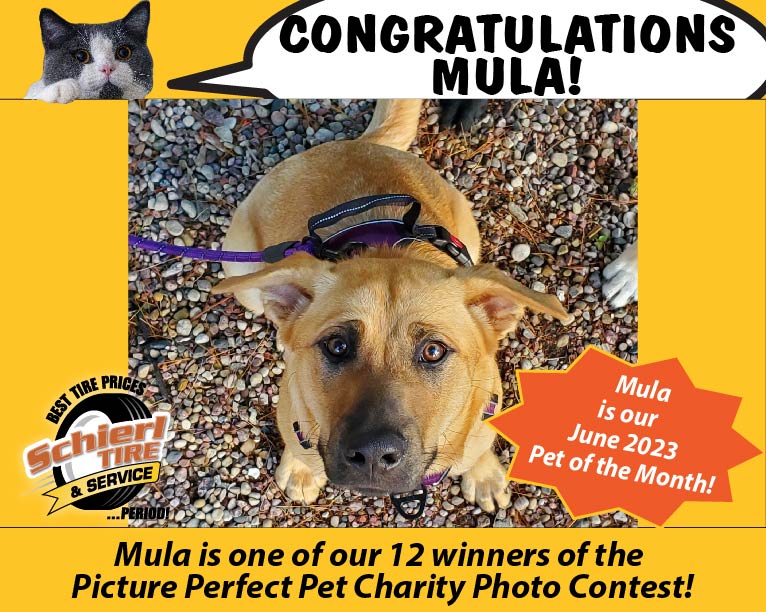 June 2023 Picture Perfect Pet of the Month: Mula