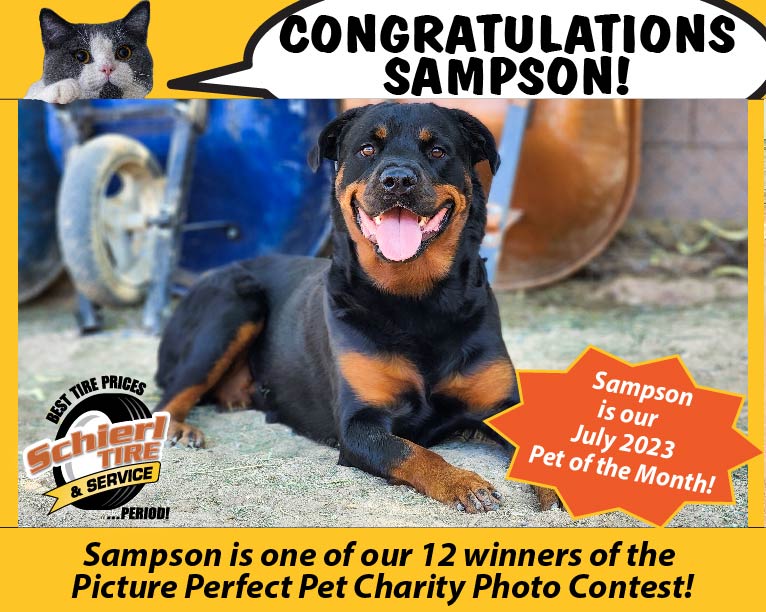 July Picture Perfect Pet of the Month: Sampson