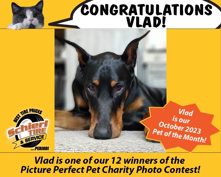 October 2023 Picture Perfect Pet of the Month: Vlad