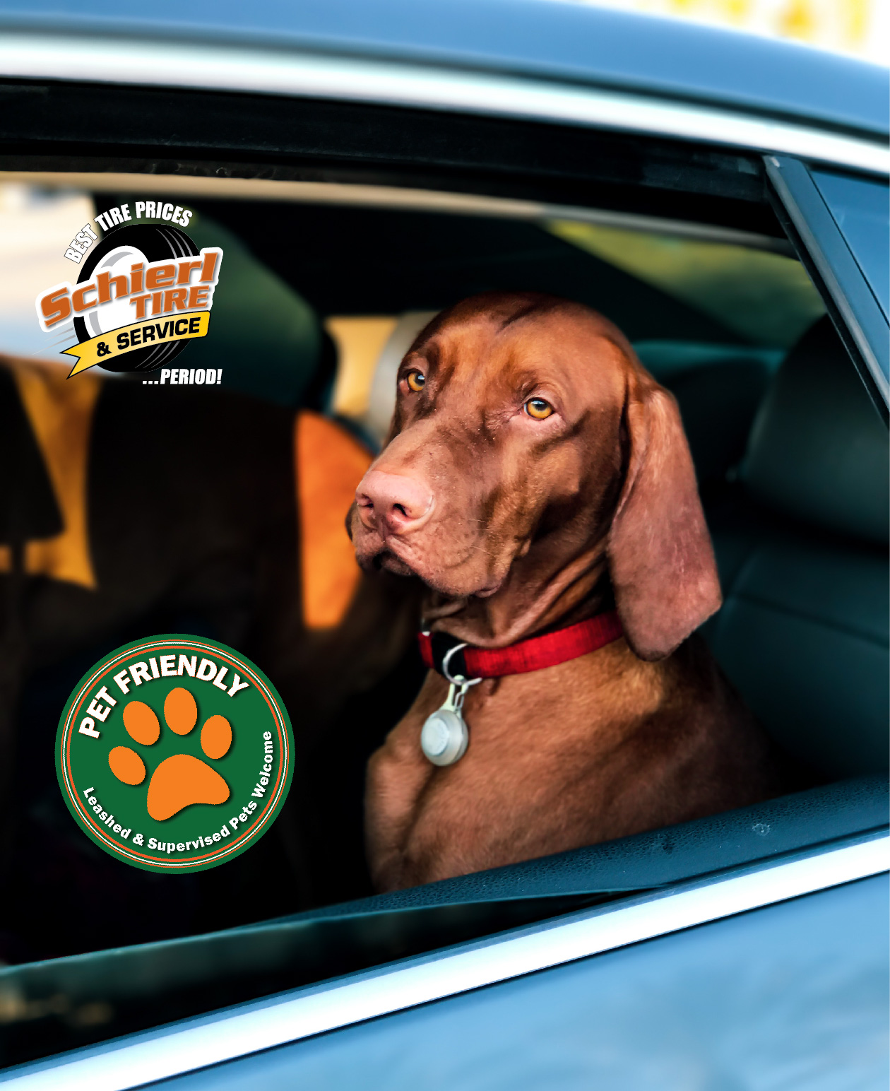 Items Every Dog Owner Should Keep in Their Car