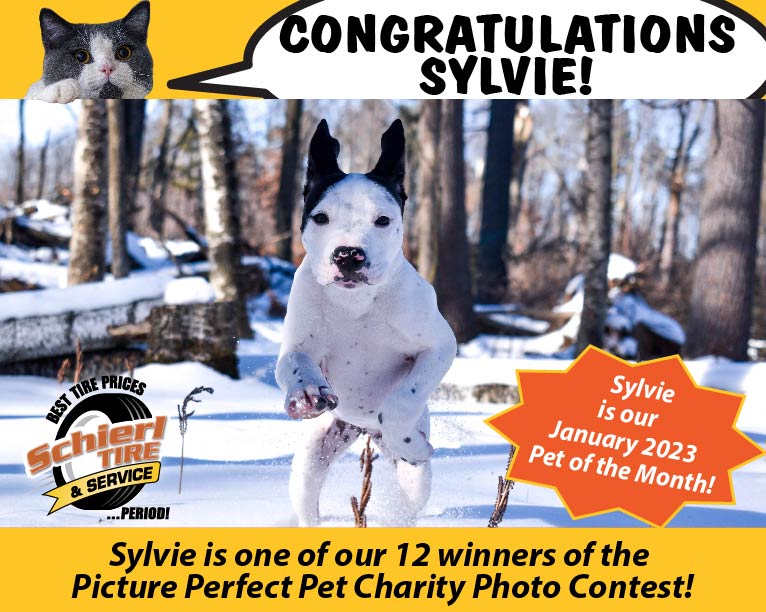 January 2023 Picture Perfect Pet of the Month: Sylvie 