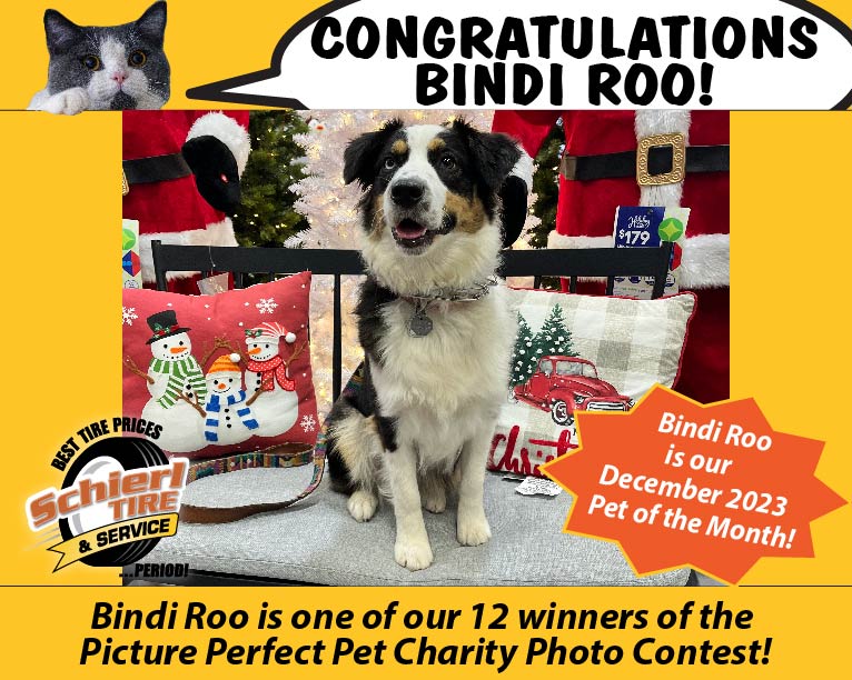 December 2023 Picture Perfect Pet of the Month: Bindi Roo