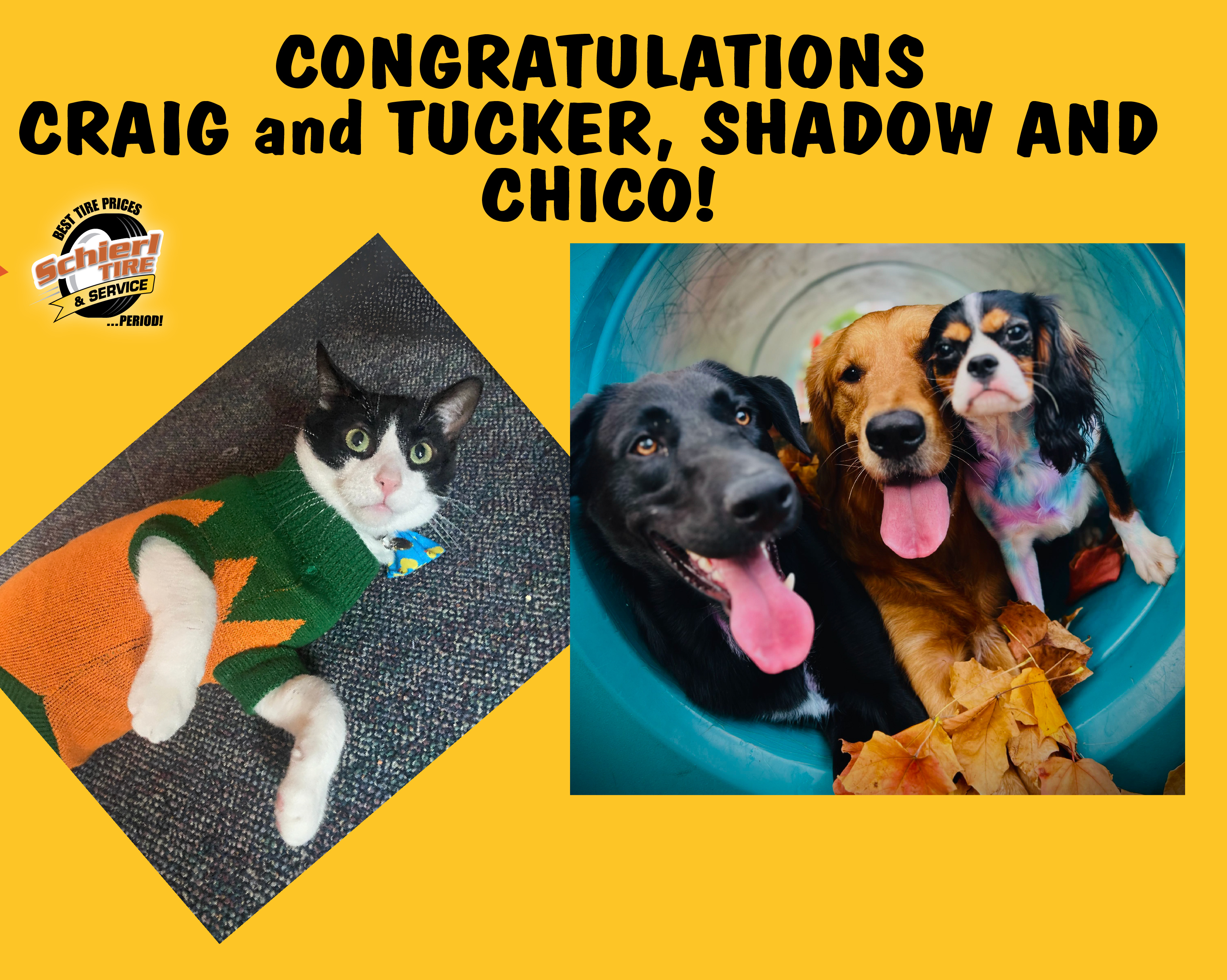 October 2024 Picture Perfect Pet of the Month: Craig and Tucker, Shadow and Chico