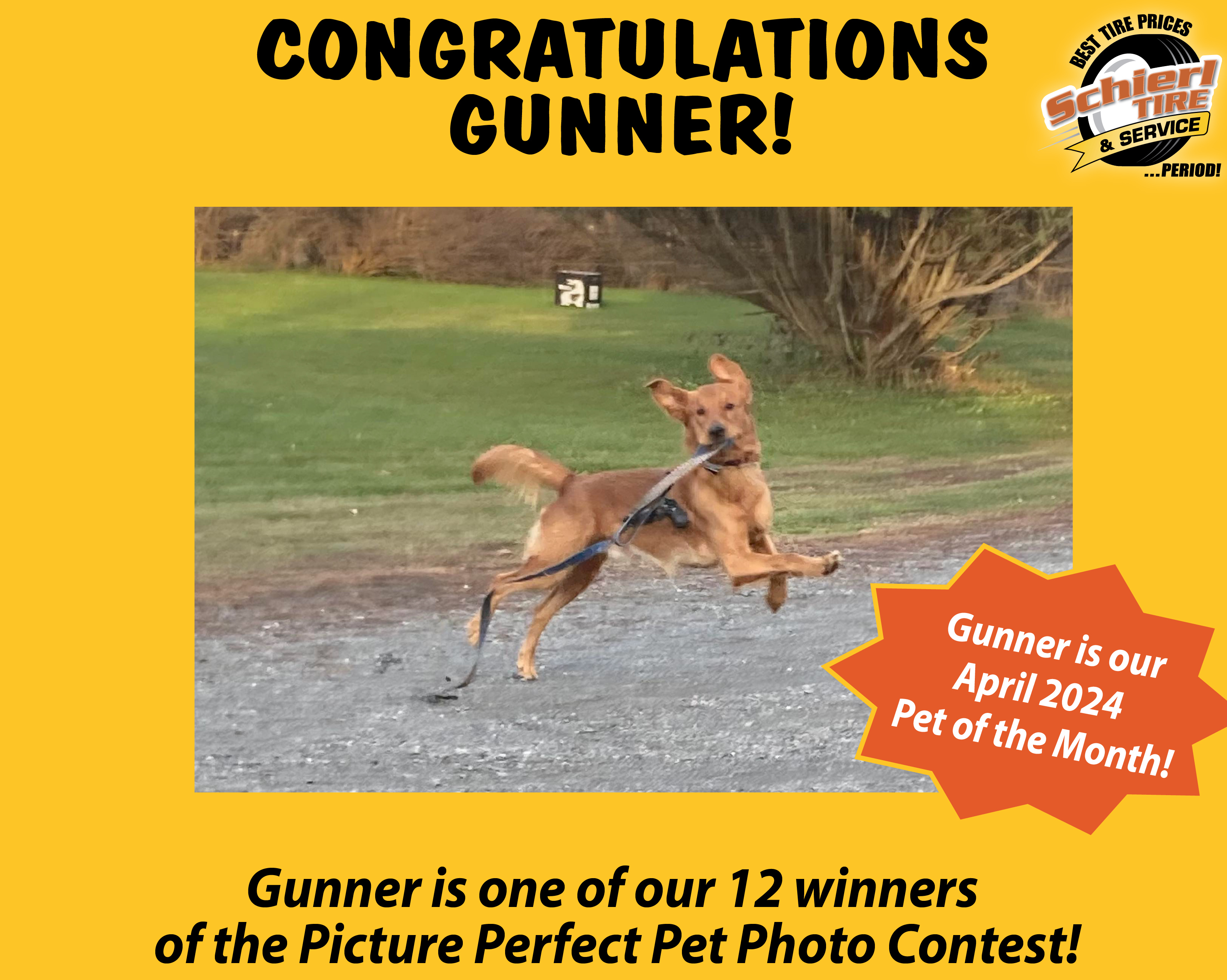 April 2024 Picture Perfect Pet of the Month: Gunner 