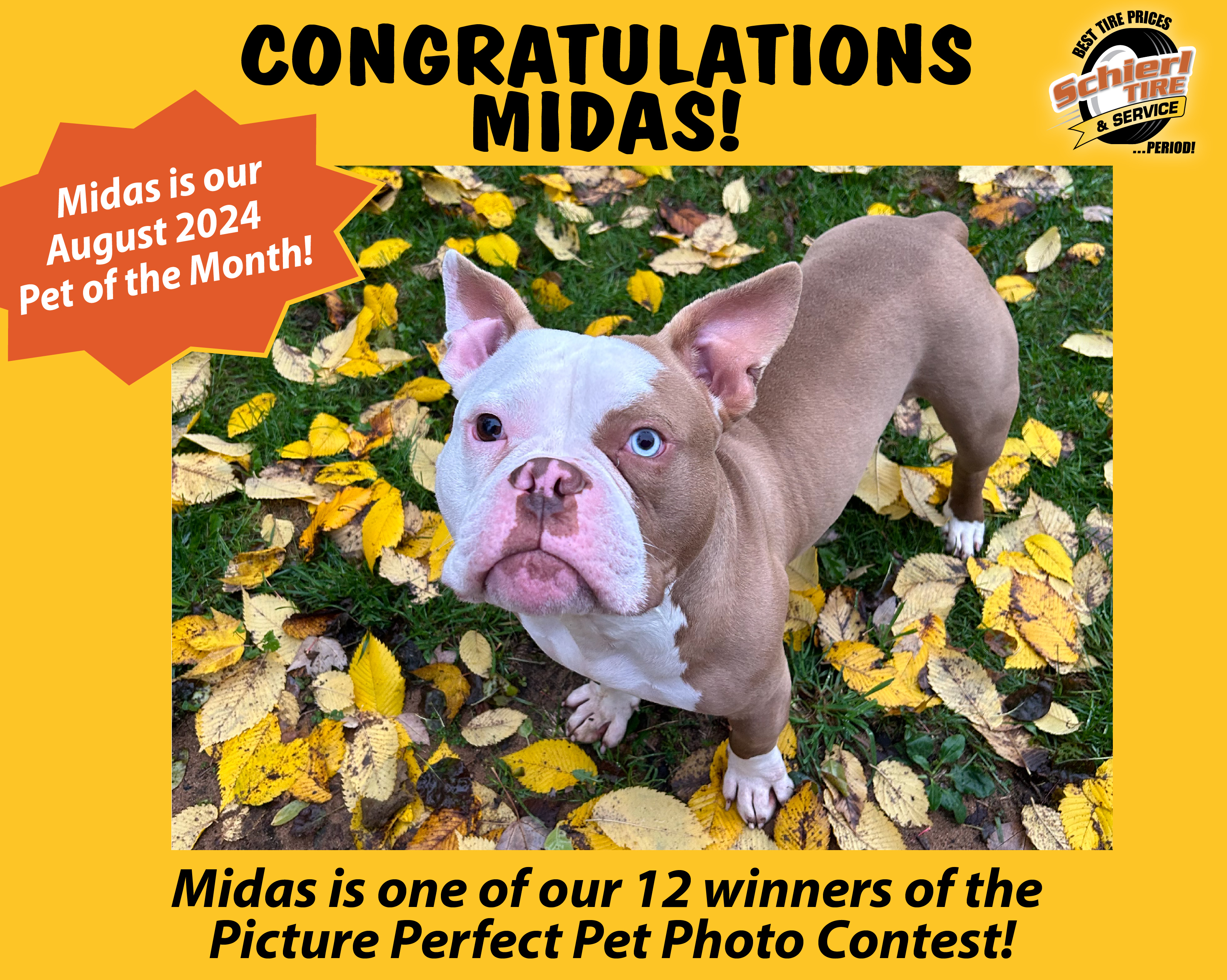 August 2024 Picture Perfect Pet of the Month: Midas