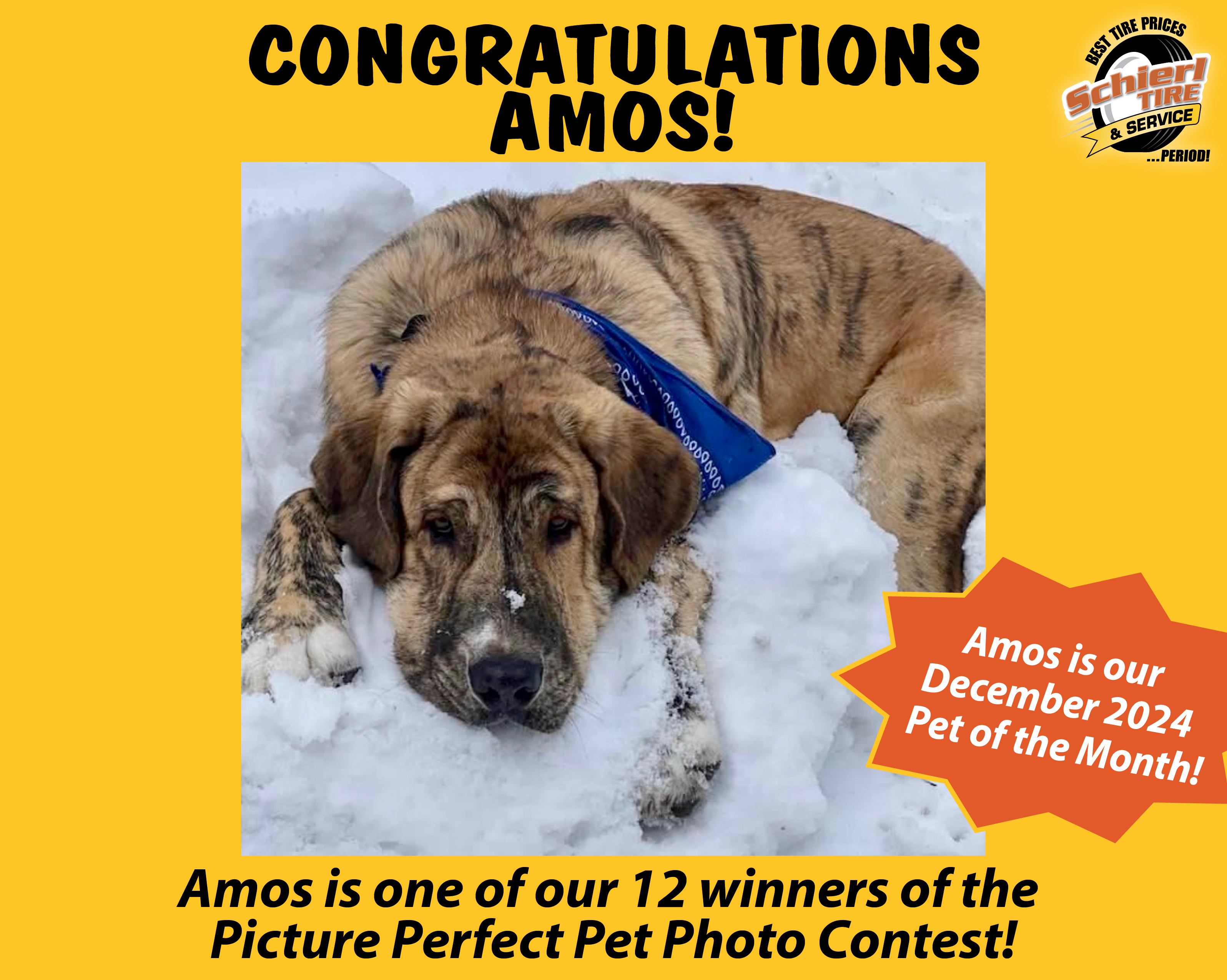 December 2024 Picture Perfect Pet of the Month: Amos