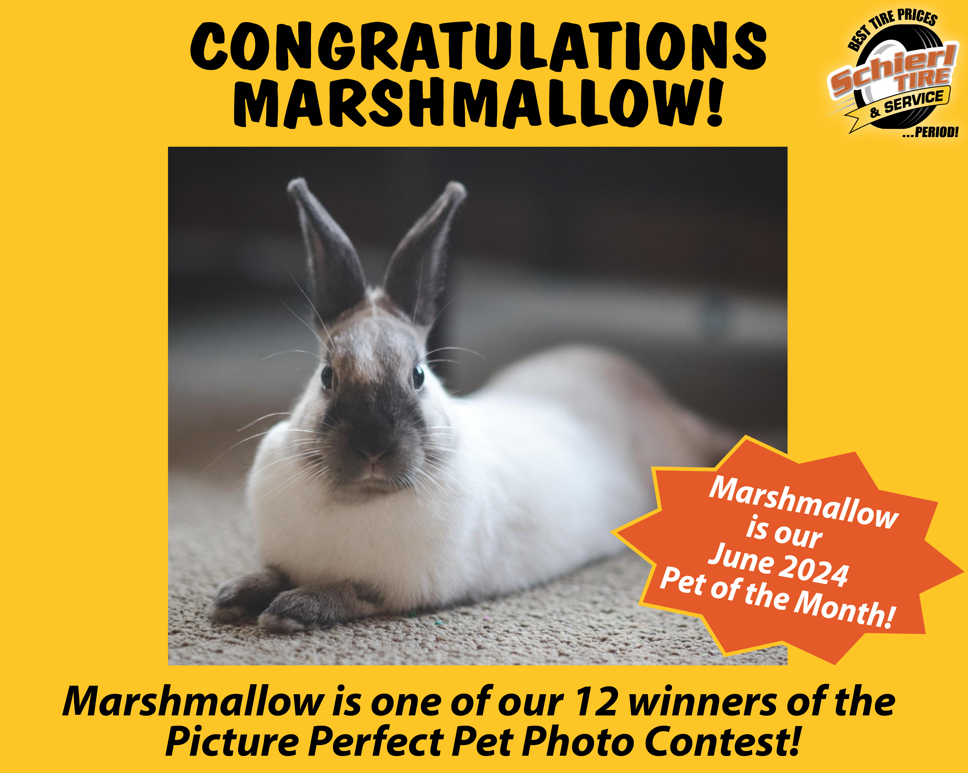 June 2024 Picture Perfect Pet of the Month: Marshmallow