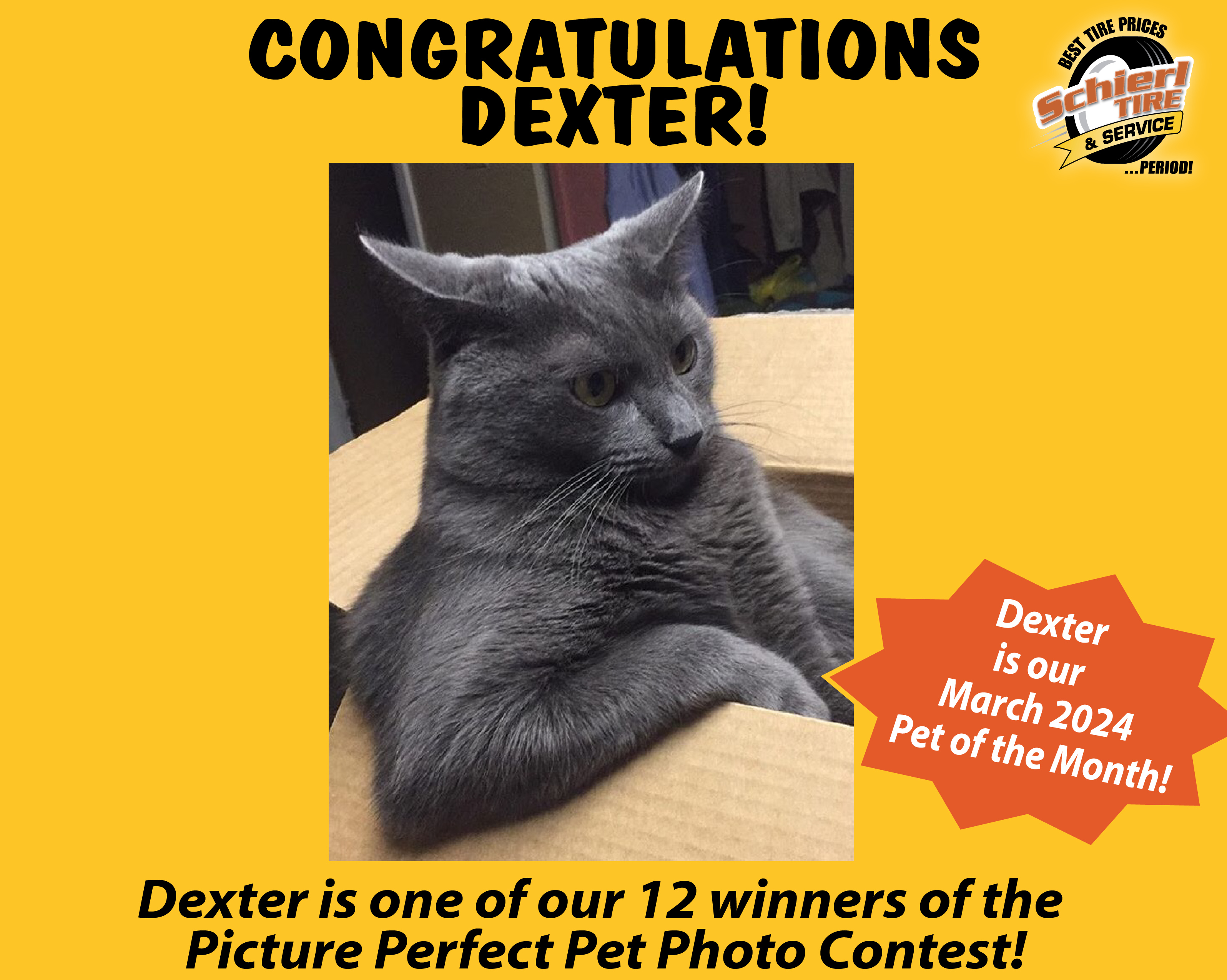 March 2024 Picture Perfect Pet of the Month: Dexter