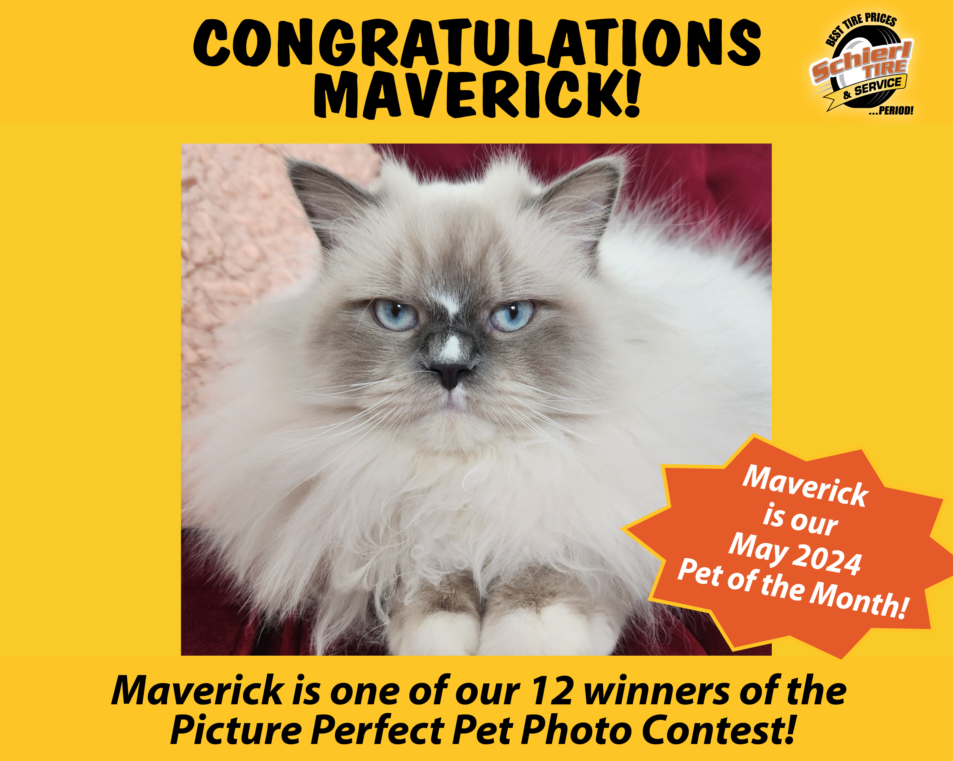 May 2024 Picture Perfect Pet of the Month: Maverick