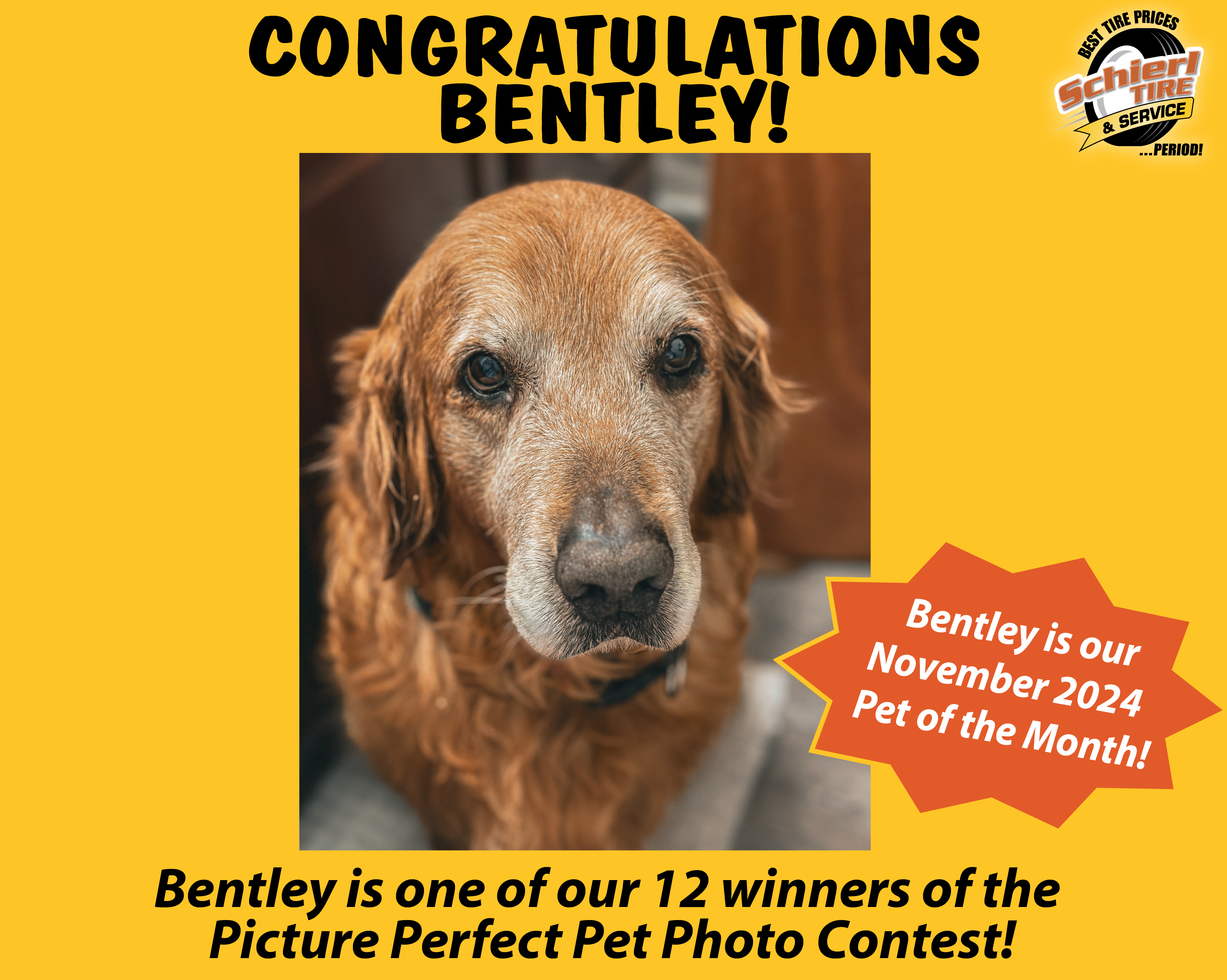 November 2024 Picture Perfect Pet of the Month: Bentley 